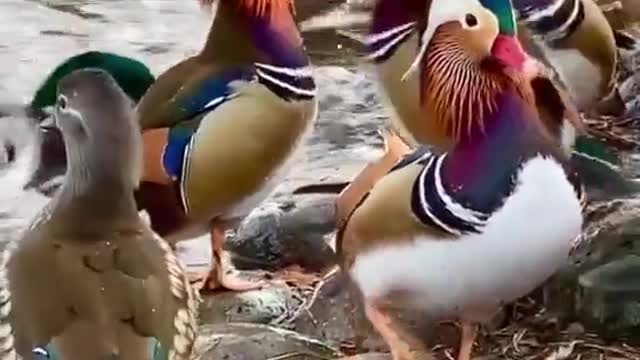Nice duck