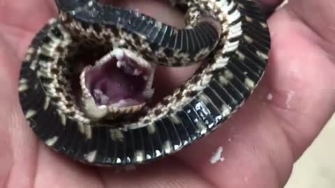 Mini snake