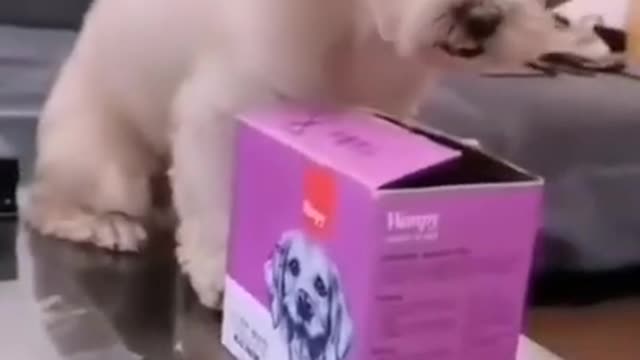 Smart dog training, Entertainment with dogs , try not to laugh 😂 , funny dog videos 2021