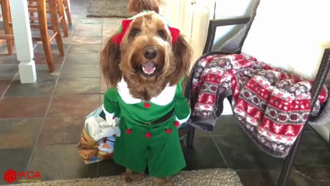 Funny dogs Christmas 🎄😄