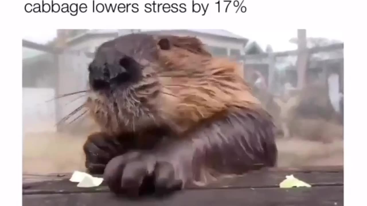 A beaver eat cabbage