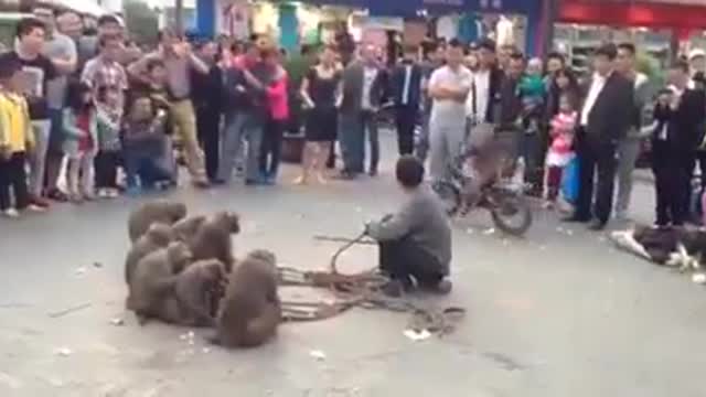 Monkeys talent