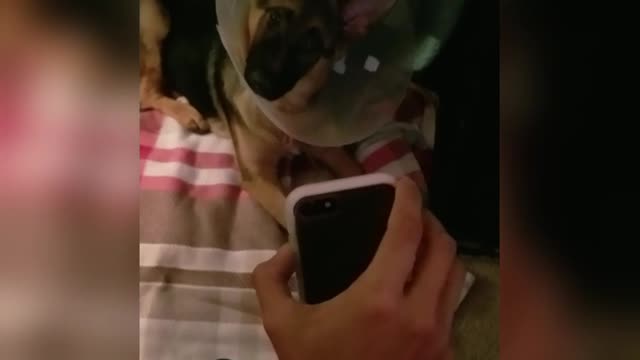 Puppy gets mind blown by video call