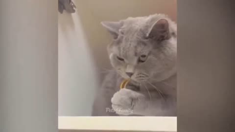 Funny Cat Fails: The Most Hilarious Cat Videos of the Yea