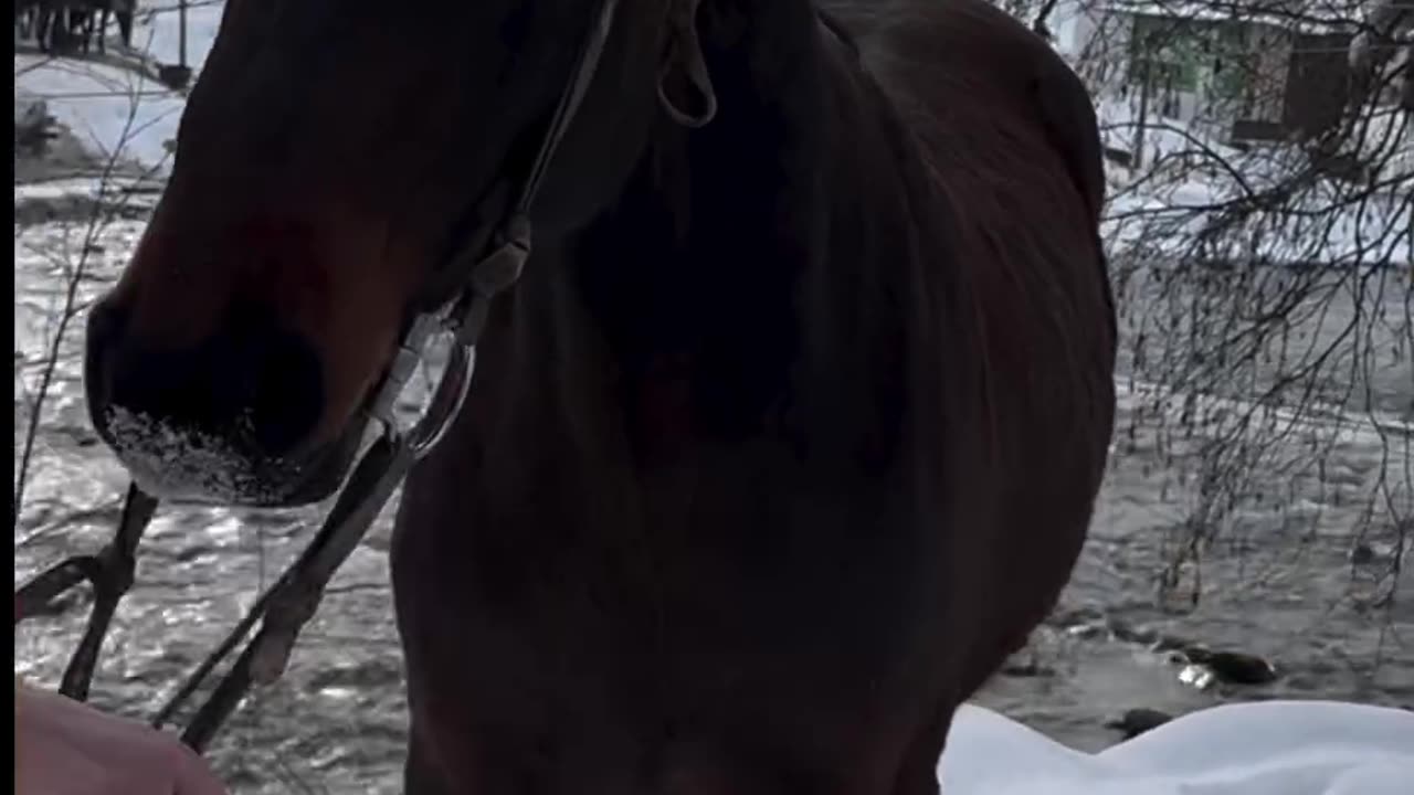 This Horse is Crazy 🤣