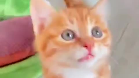 Beautiful cat 🐈 trending