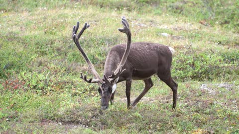 Caribou - The Migration South - Gates of the Arctic National Park & Preserve
