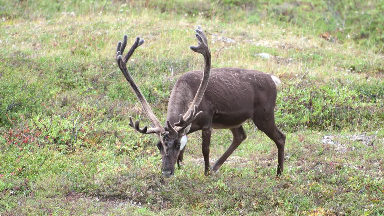Caribou - The Migration South - Gates of the Arctic National Park & Preserve