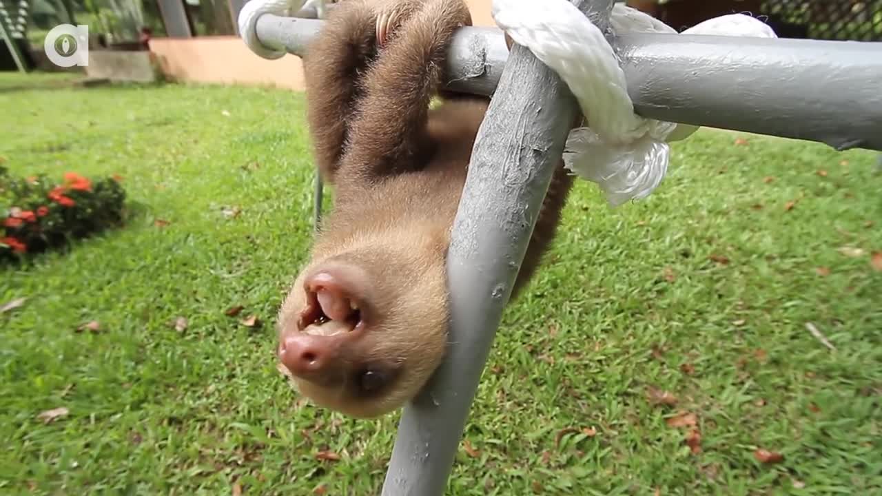 Sloths sing GAME OF THRONES theme