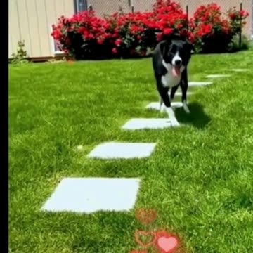 Paws to the Beat: Adorable Dogs Dancing