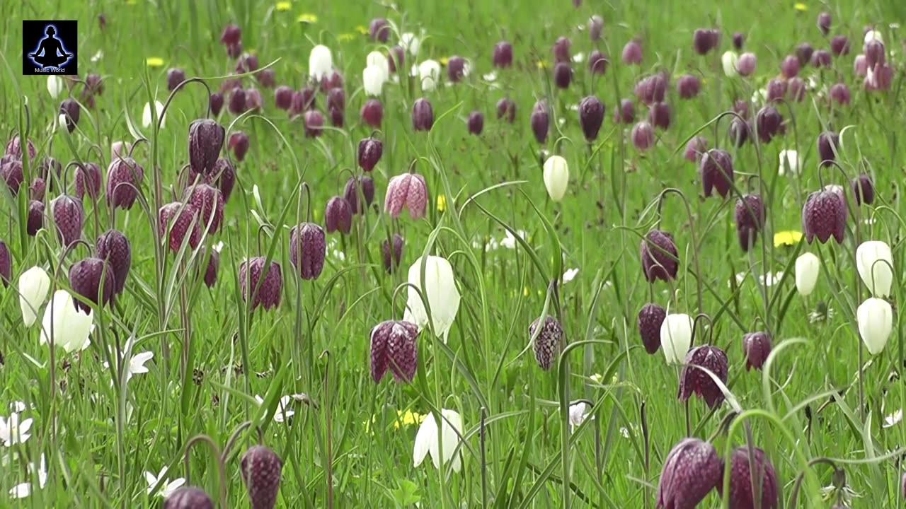 Beautiful relaxing music by Music World