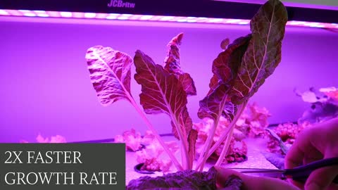 Aquaponics : Growing organic vegetables