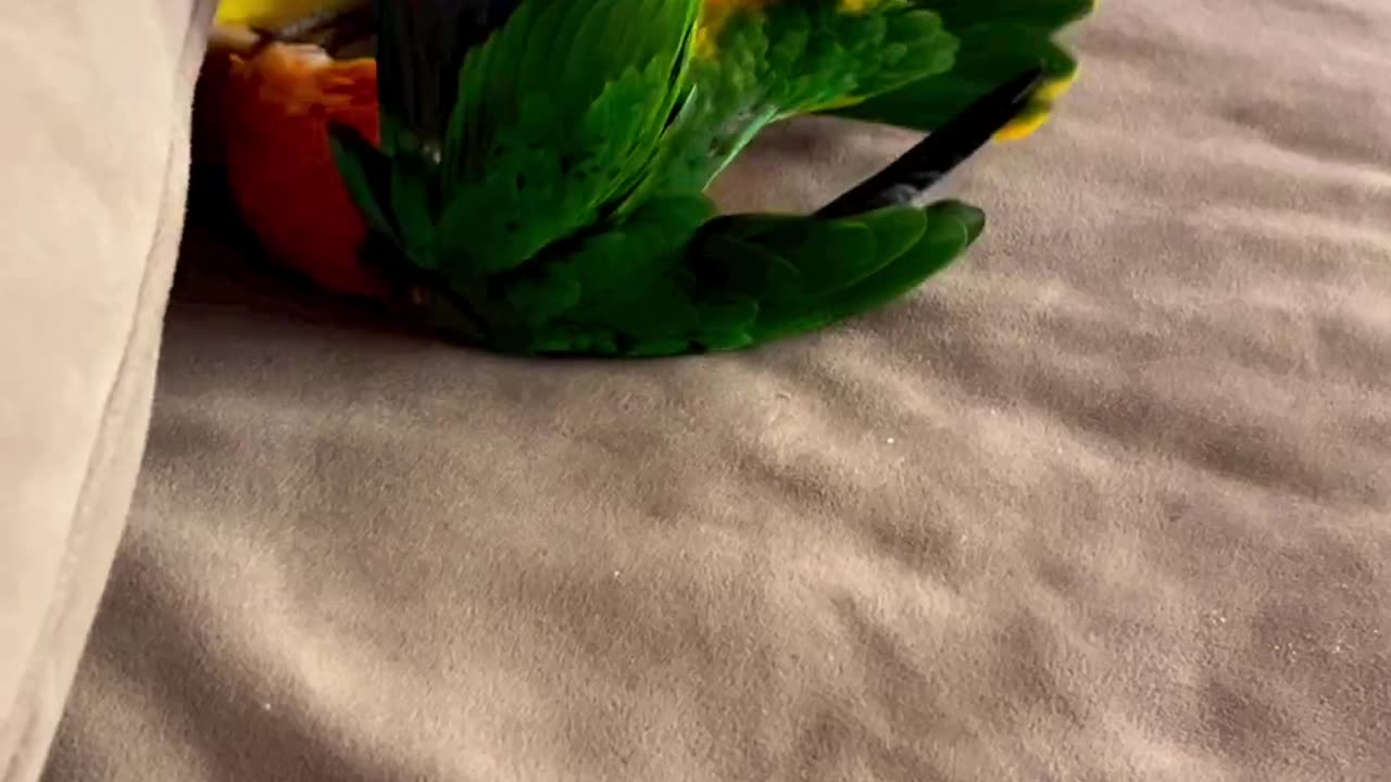 Cute parrot 🦜fight