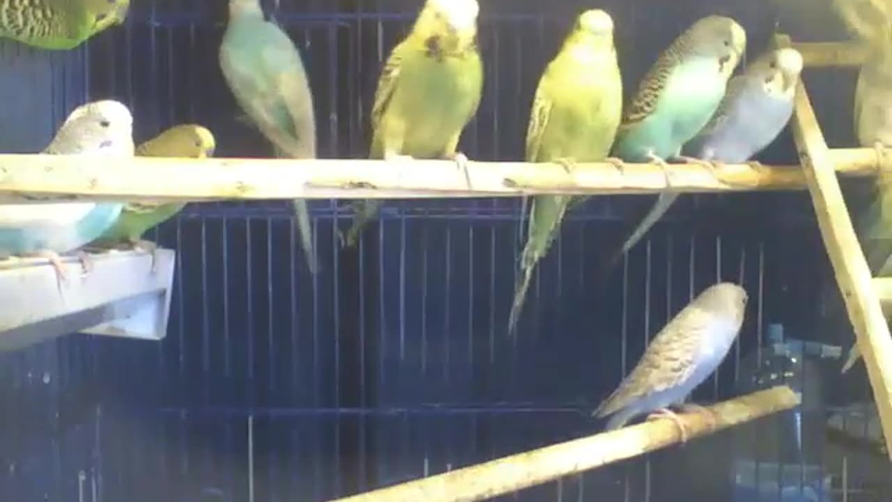 Lindos periquitos curtem uma linda manhã, aves bonitas [Nature & Animals]