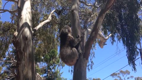 Koala Gets Kicked Out Of Tree and Cries