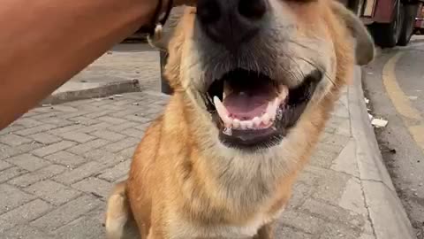 head dog massage