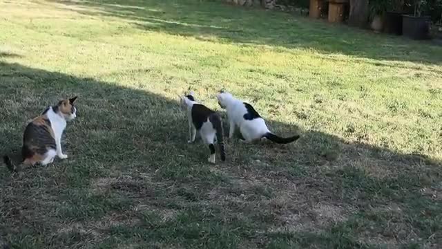 Kittens Squeeze The Mother Cat's Chest And Drink Milk