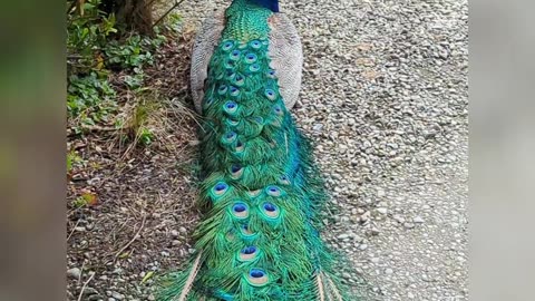 Sitting peacock