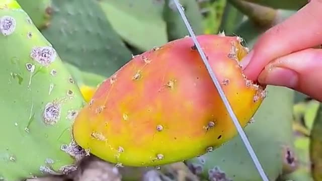 The prickly fruit