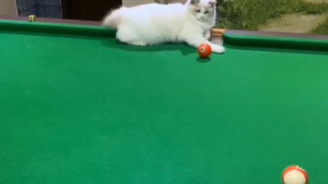 very impressive touch of cat billiard ball || funny cats