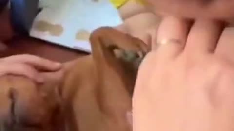 child enjoying with dog #shorts