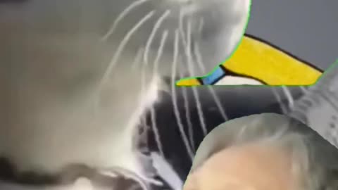 Cat with singing lady.