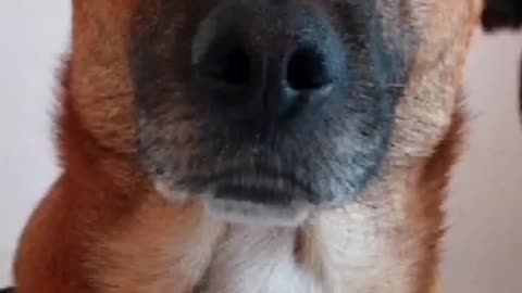 2023-07-26 - Truth Pups - Updates and COMMS