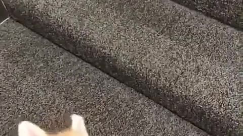 Funny Animal Videos 2022 😂 - Funniest Dogs Videos 😺😍 #15