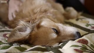 Animals with Superpowers | BBC Earth