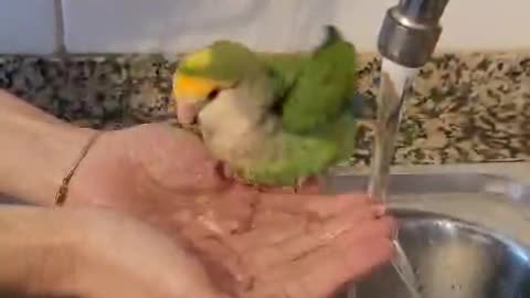 Greeny, the Agapornis, takes a bath!
