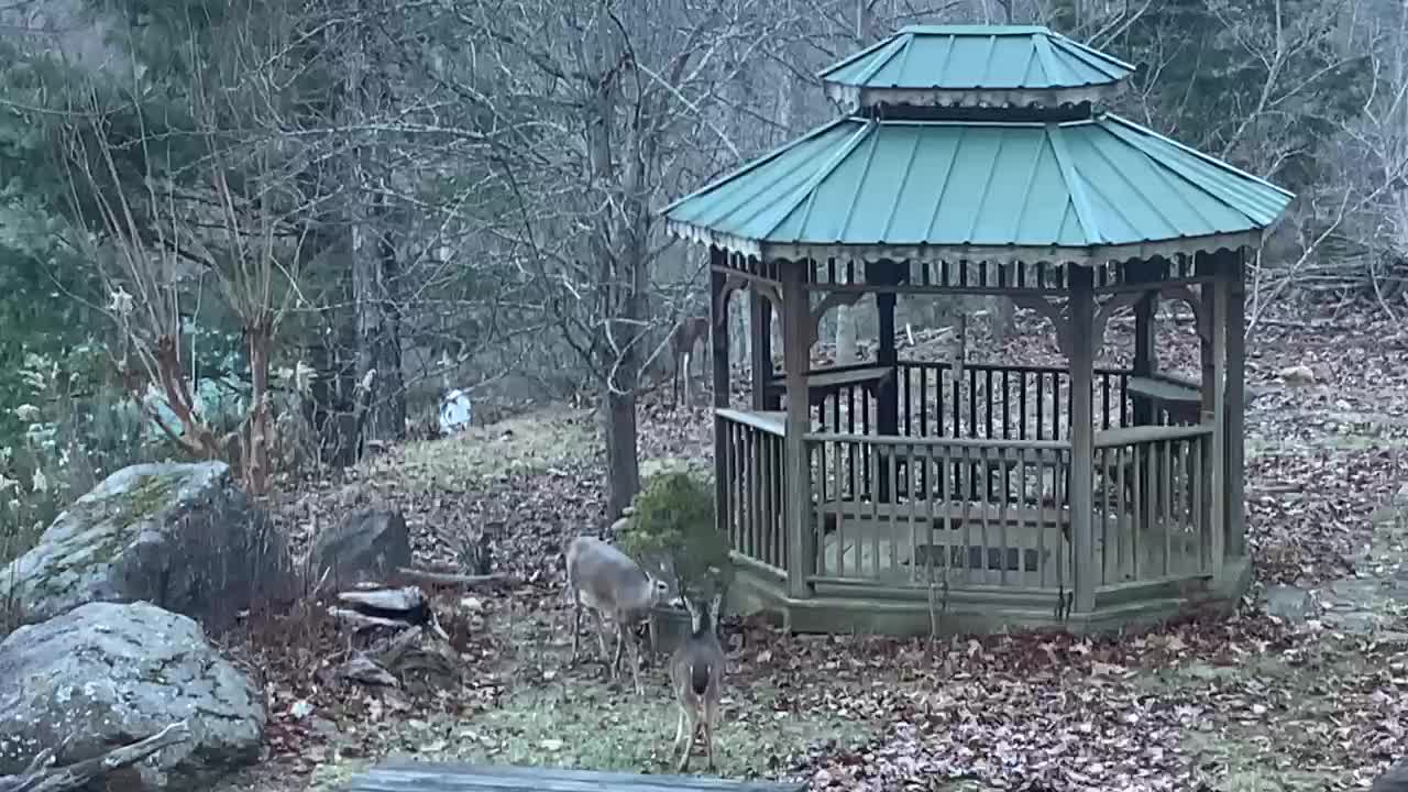 Buck 🦌 deer rut 🦌 NW NC at The Treehouse 🌳 Mating season Is In full swing