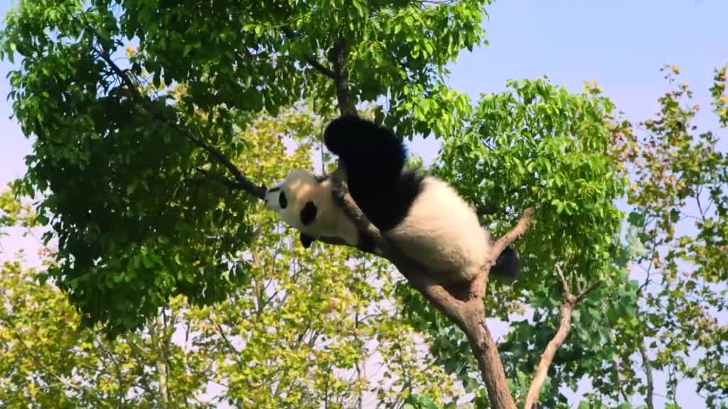 Daddy, I want to climb a tree, too # Panda