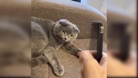 Funny cat video