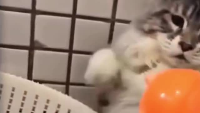 Funny Dogs and Cute Cats Video #4 #shorts