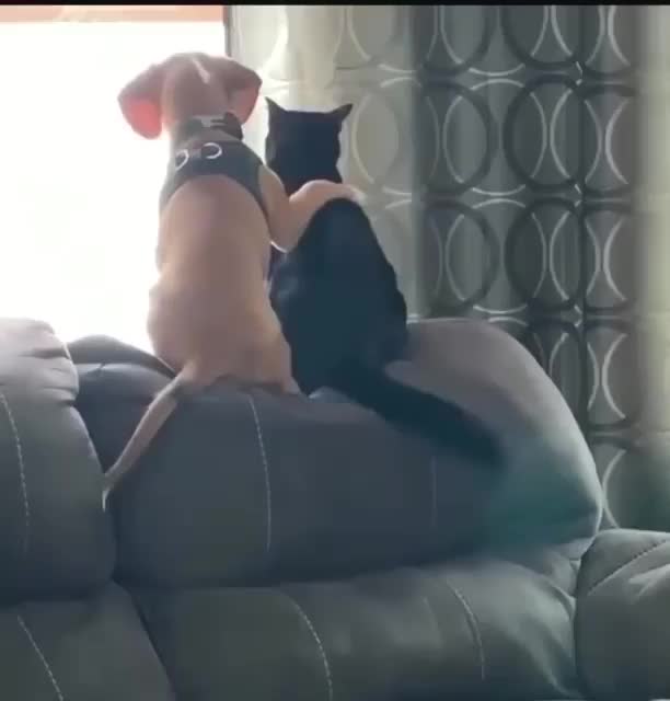 Cat cat vs Dogg funny