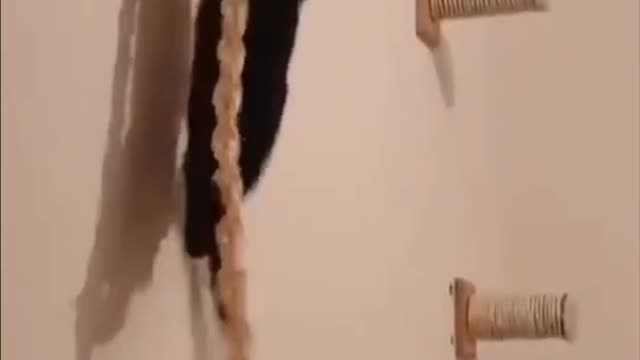 Cute Kitten Videos