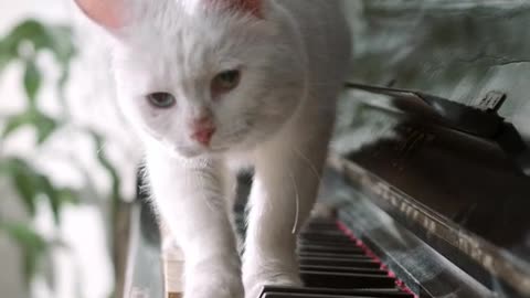 A Cat Walking Over The Piano Keyboard