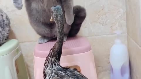 If u don’t see this video , u didn’t see anything 🤣😁😁😁😁