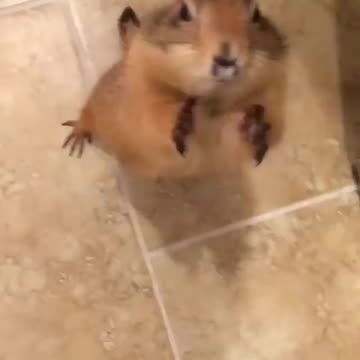 Hand over the food right now ! 🤣🤣