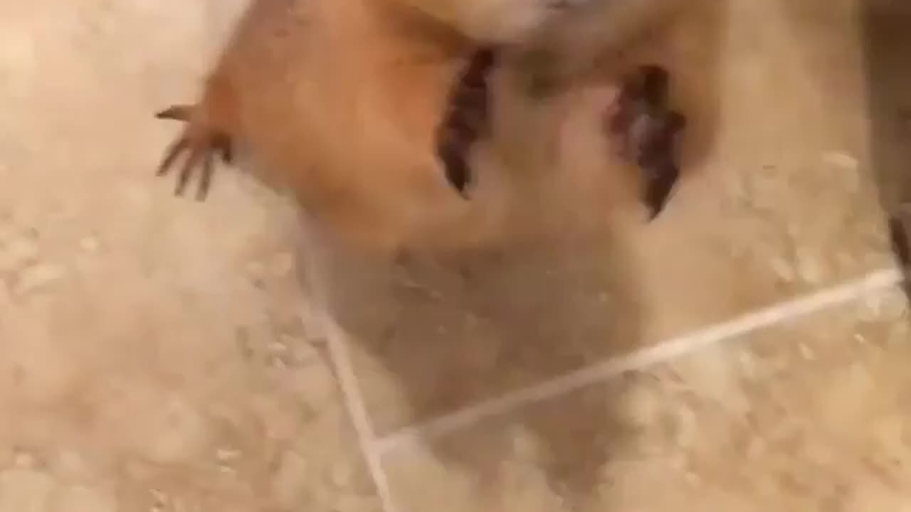 Hand over the food right now ! 🤣🤣