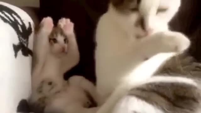 Daily life of two cats