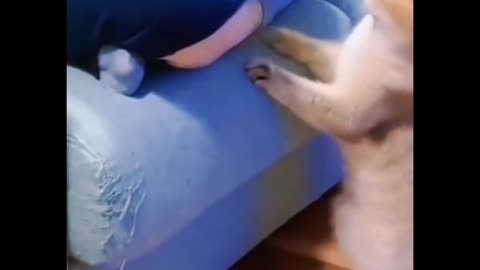 Cat beautiful videos