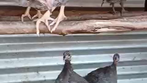 Amazing chicken 🐓 trending video