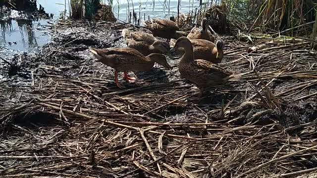 Wild ducks