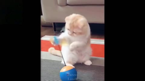 Player cat