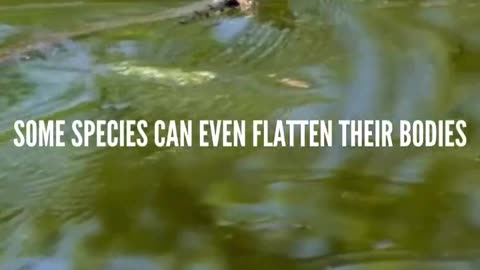 Water Snakes Fact