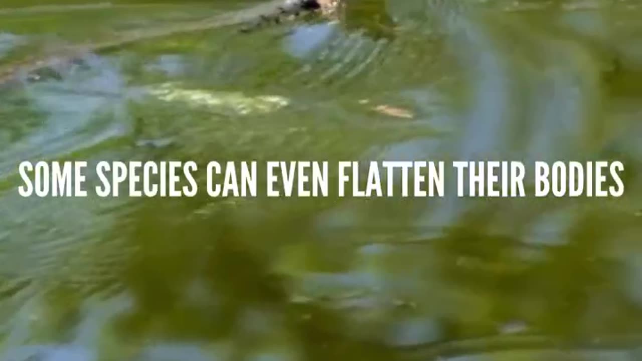 Water Snakes Fact