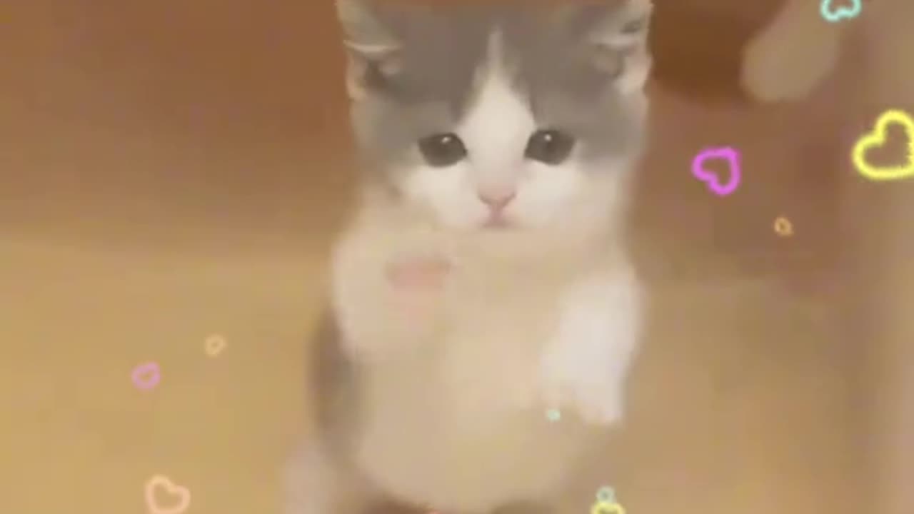 CUTE BABY CAT