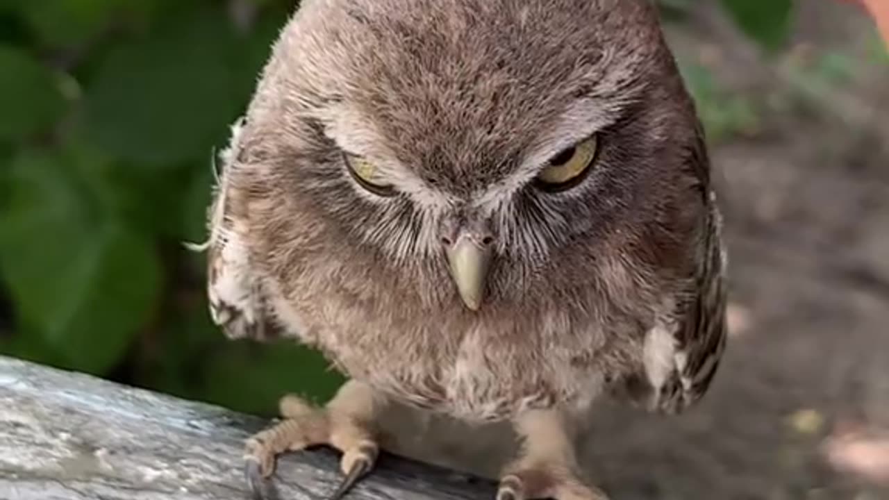 A man rubbing a baby owl's head and it seems to enjoy it 🤣