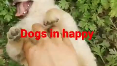 Happy dog 🐕